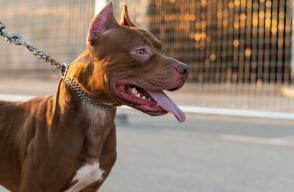 Tenencia responsable de perros de cuidado especial