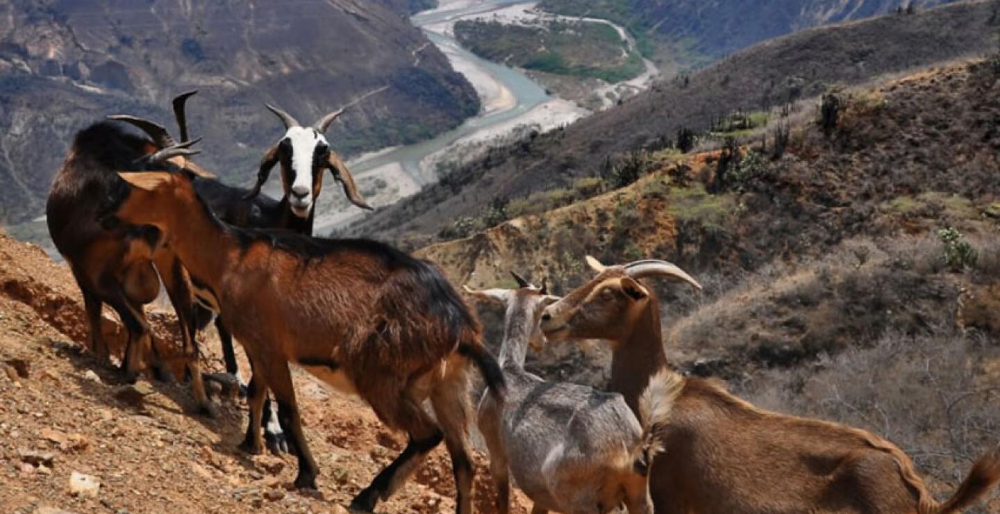Parque Natural del Chicamocha, Santander 
