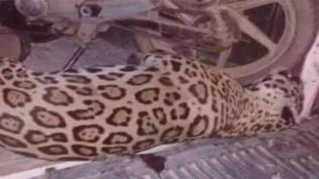 Jaguar, que habría sido atropellado, desapareció misteriosamente en el Cesar