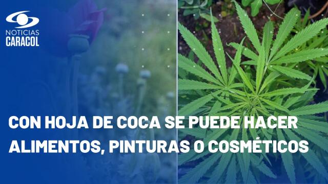 Presentan proyecto que permite usar hija coca, amapola y cannabis para fines médicos Presentan proyecto que permite usar hija coca, amapola y cannabis para fines médicos