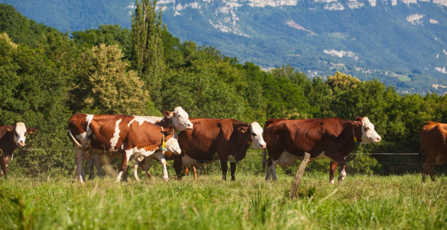 Vacas
