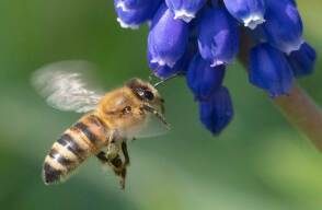 353249_Abeja / Foto: AFP