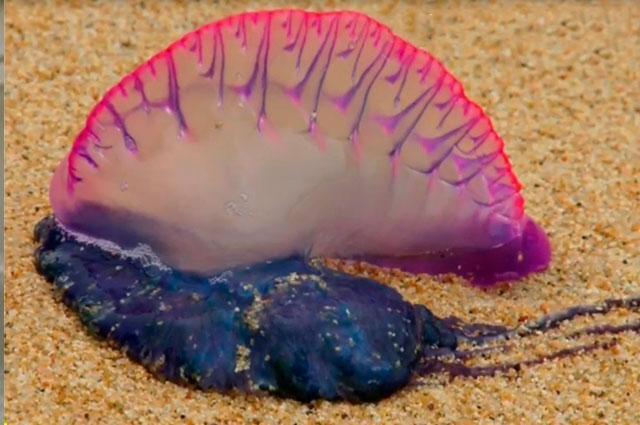Hermosa, pero peligrosa: alerta en playas de La Guajira por presencia de la fragata portuguesa