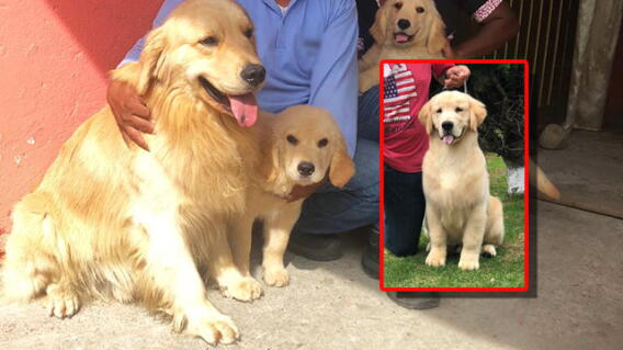perros-fotos-cortesia.jpg