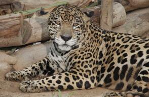jaguar.jpg