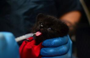 Cría de tigrillo encontrada en el suroeste antioqueño / Cortesía Área Metropolitana.