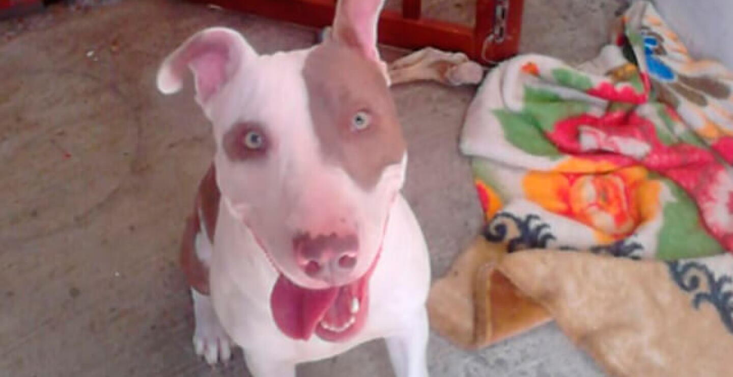 perro_9.jpg