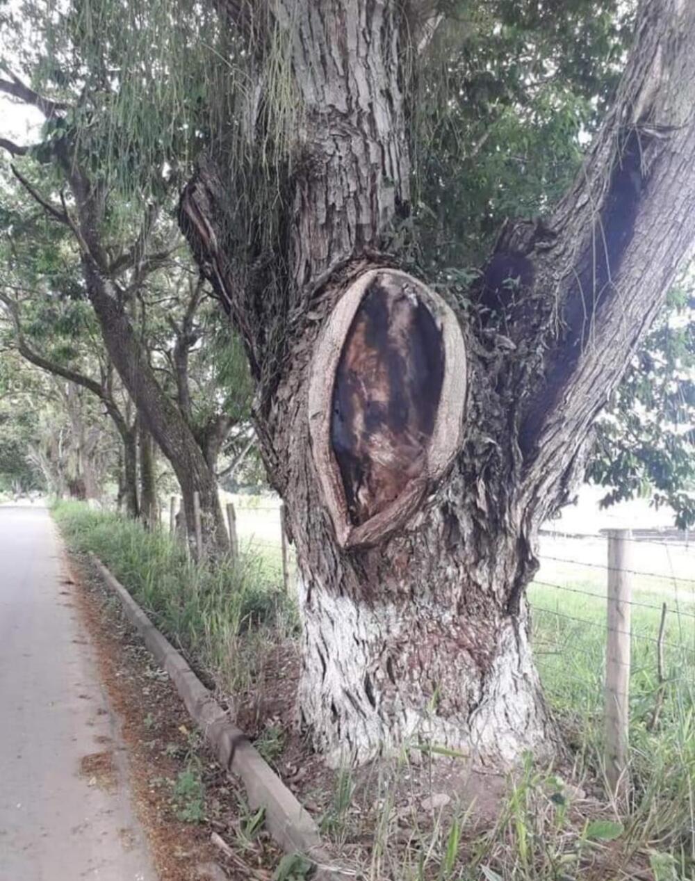 Supuesta imagen de Jesús en árbol