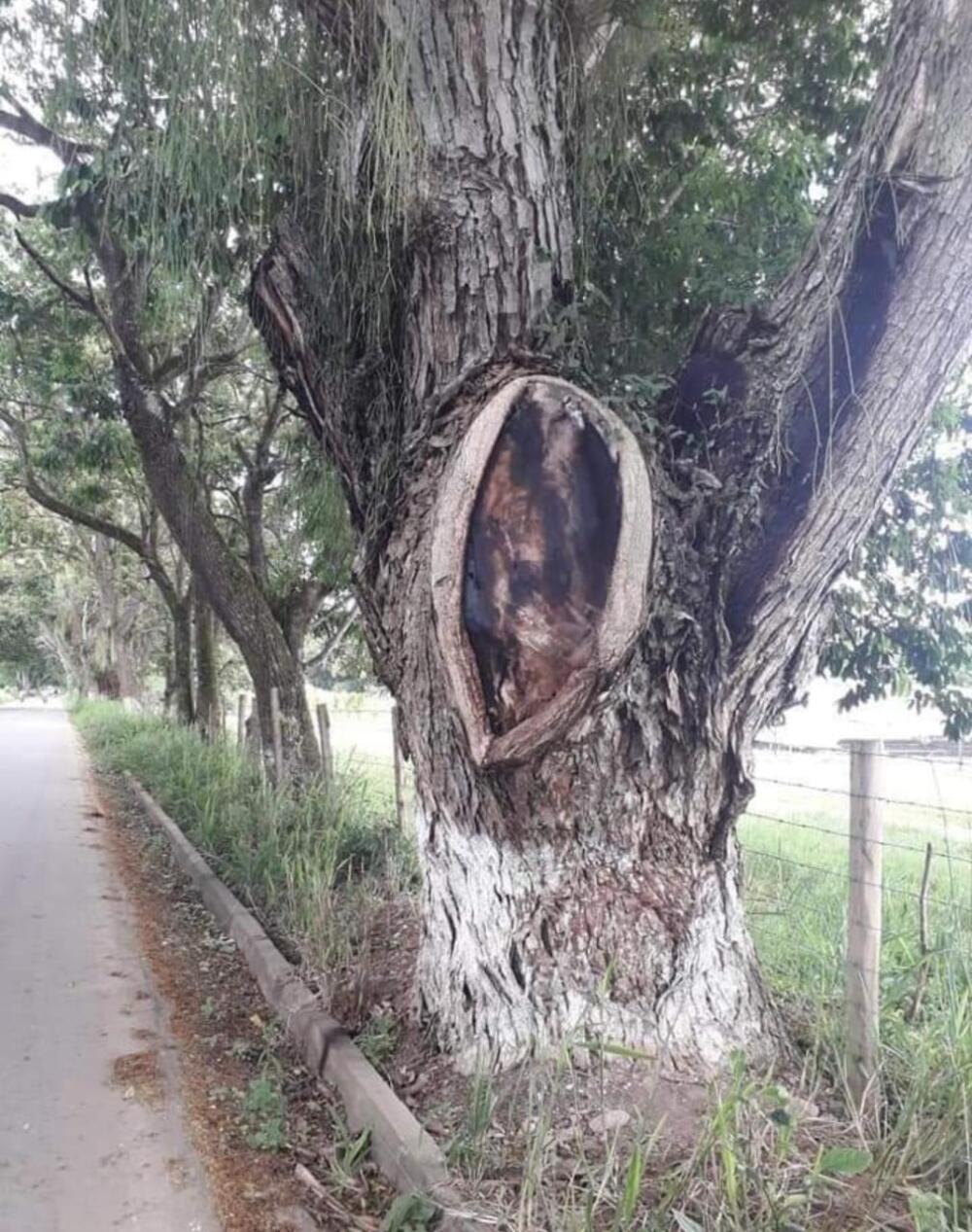 Supuesta imagen de Jesús en árbol 