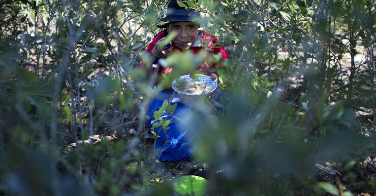 Sus brazos también tienen algunas cicatrices causadas por los sangrientos choques contra Sendero Luminoso ocurridos en la década de 1990 en innumerables batallas que han permanecido en el anonimato.