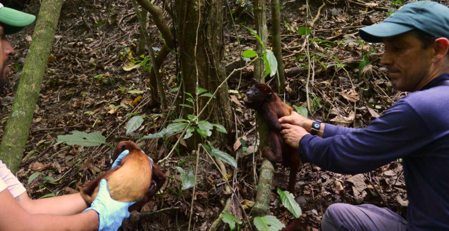 Unos 55.000 ejemplares silvestres de flora y fauna fueron incautados a traficantes enColombia en los últimos dos años, según datos del ministerio de Ambiente.