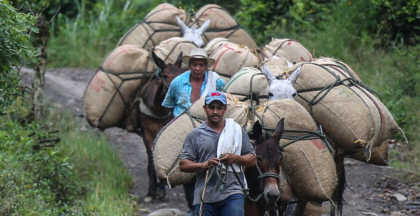 Café / Caficultores