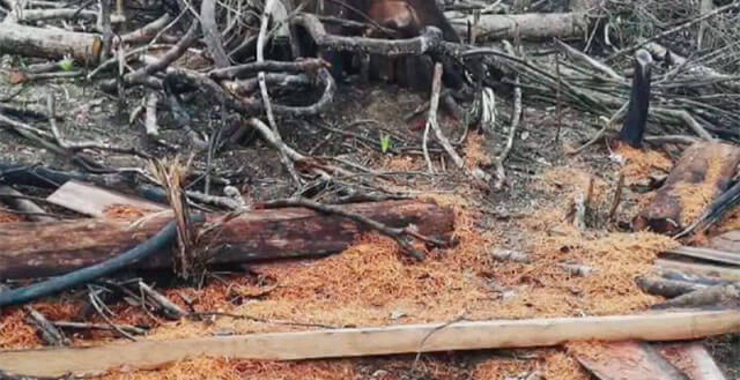 deforestacion_1.jpg