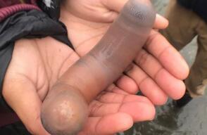 20072_Pez pene / Foto: Instagram Bay Nature Magazine