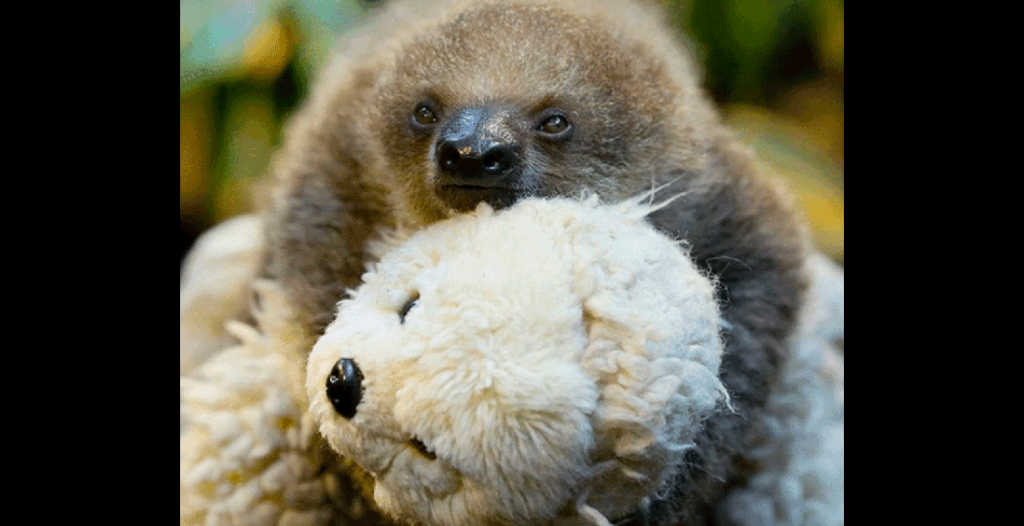 londonzoo9.gif