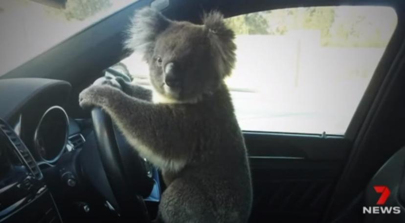 Koala