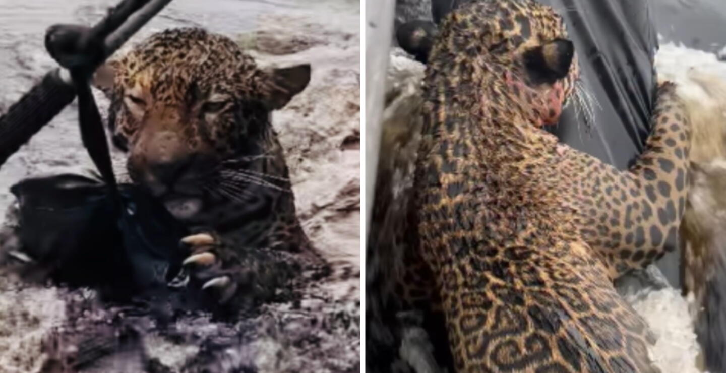 El jaguar del río Negro: así fue el rescate y recuperación del felino herido en el corazón del Amazonas