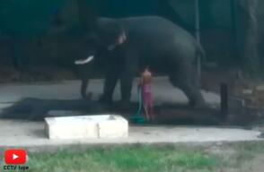accidente-elefante_0.jpg
