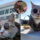 Gato policía de Chile