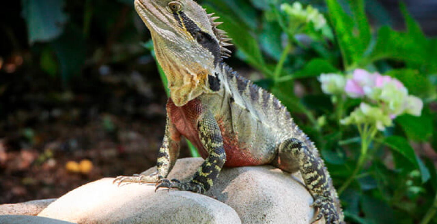 iguana-2.jpg