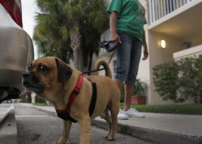 327148_BLU RADIO, Mascotas / foto: AFP