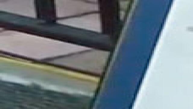 Alcalde de Miami les perdona la vida a dos cerditos que iban a cocinar para Navidad