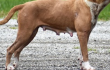 Perro
