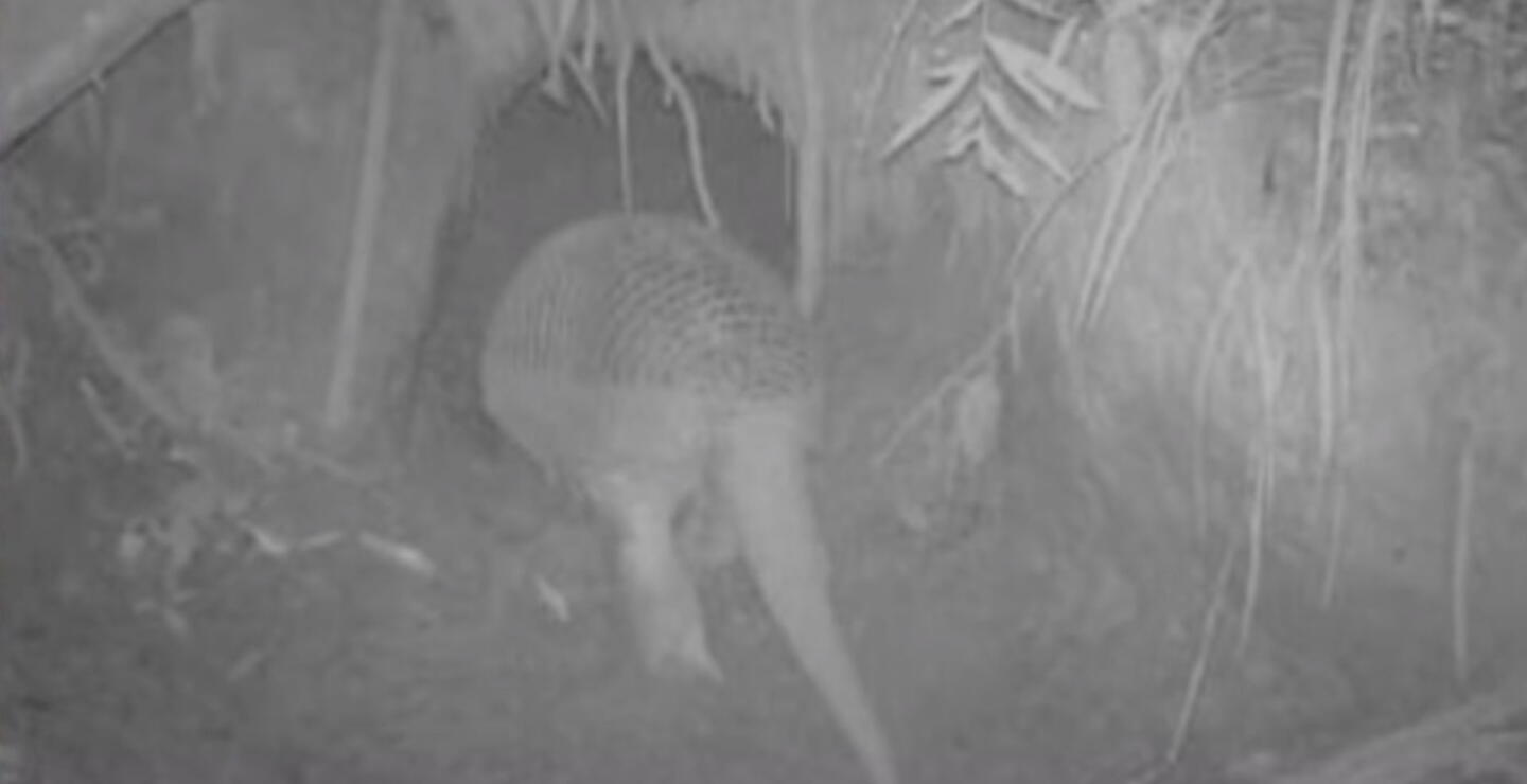 El armadillo más grande del mundo fue avistado en La Macarena, Meta
