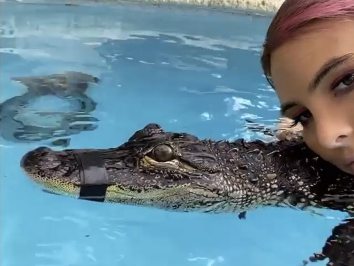 Acusan a Lele Pons de maltrato animal 