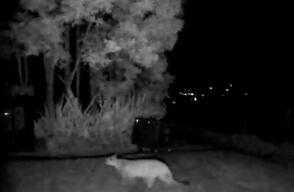 VIDEO | Puma fue visto en zona rural de La Calera y CAR activó protocolos: ¿qué hacer si ve uno?