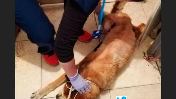 perritovictima.jpg