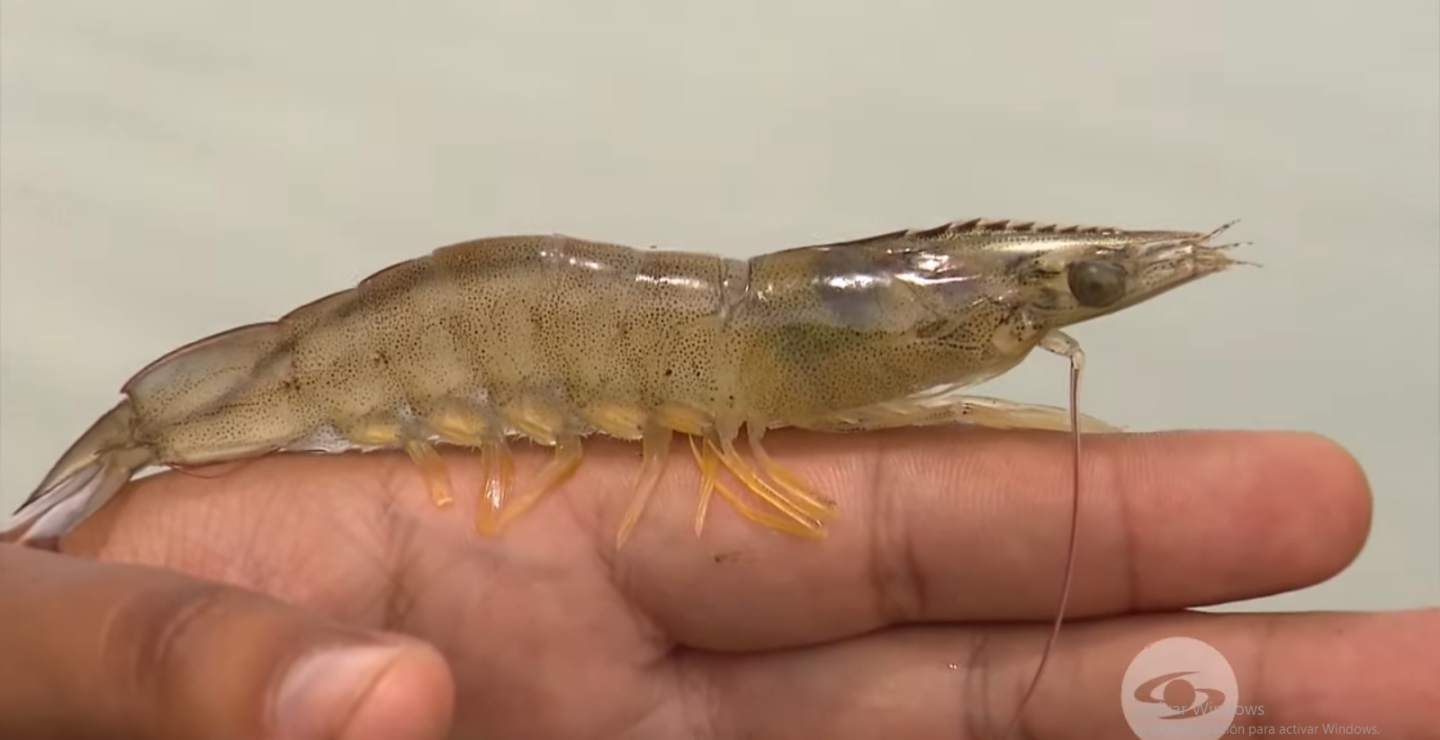 Camarones