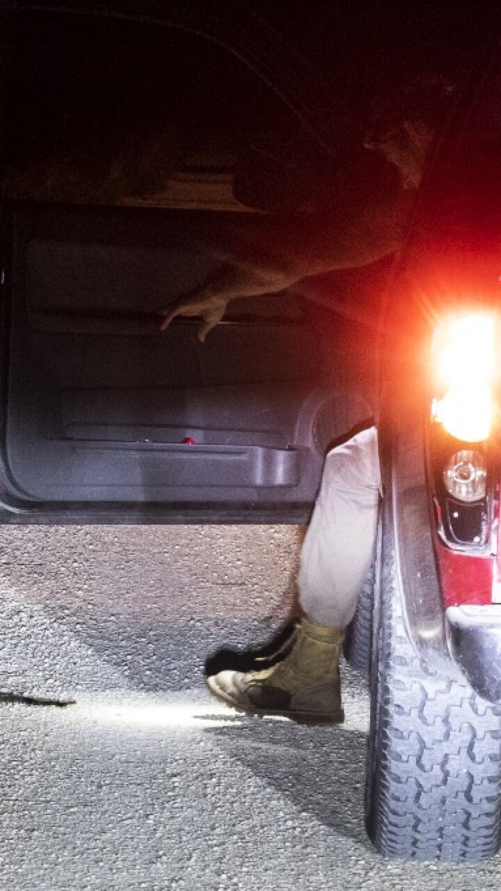 La caza de pitones en Estado Unidos una profesión que busca conservar