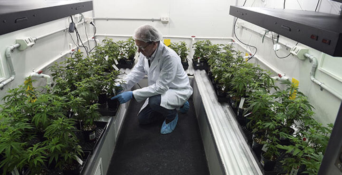 cannabismedicinal.jpg
