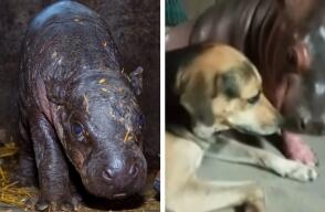 Alarma en Antioquia por video de cría de hipopótamo jugando con un perro en una casa 