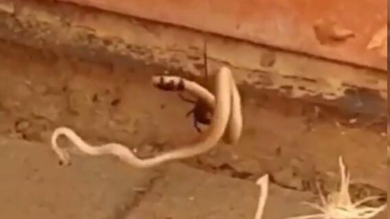 21234_Araña vence a serpiente en Australia - Foto Facebook 21234_Araña vence a serpiente en Australia - Foto Facebook