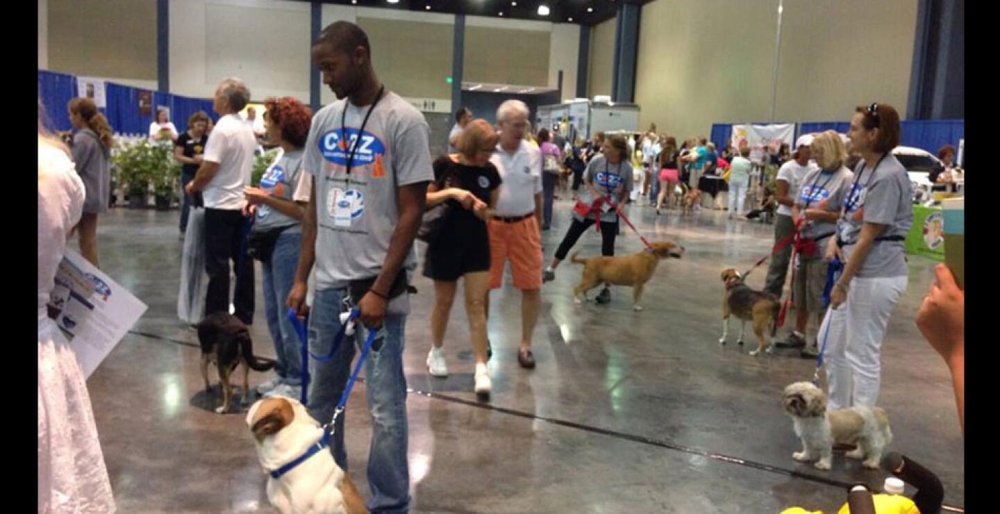 En esta ocasión, la alfombra roja fue para varios perros héroes. 