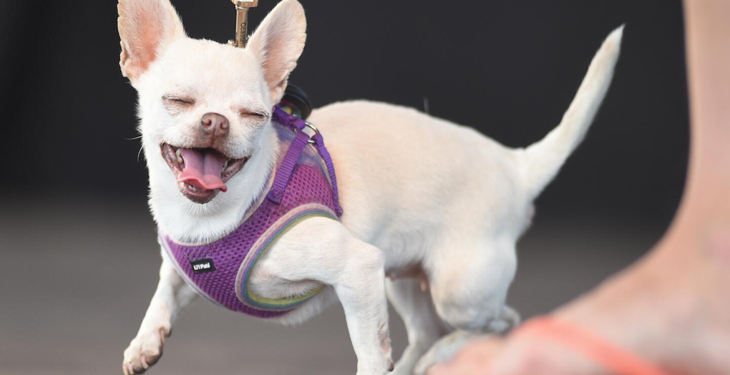 360916_Perro chihuahua / Foto: AFP