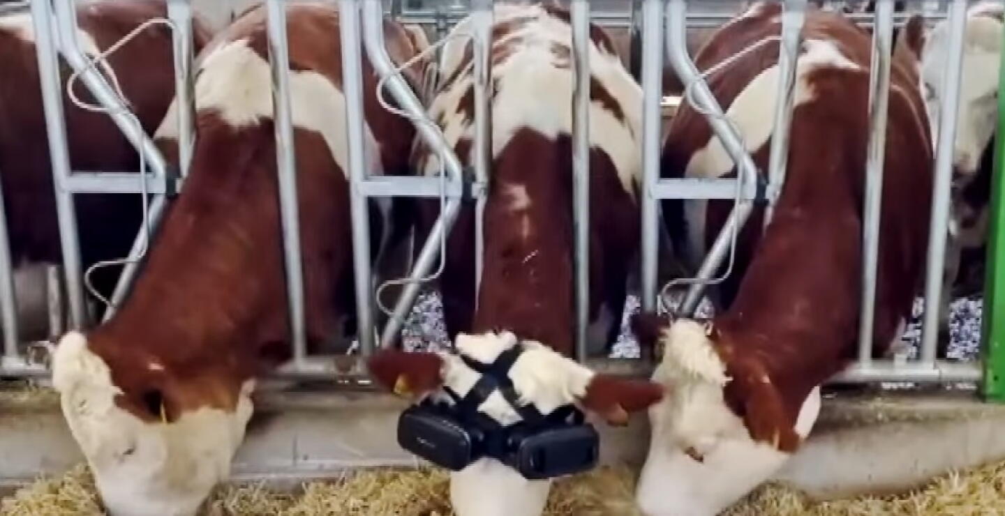 Vaca con gafas de realidad virtual 