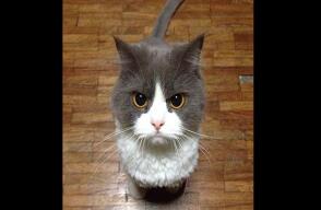 gatitos_malos_1.jpg