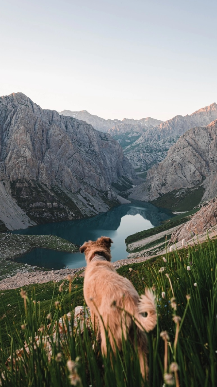 Les tomó siete años: hombre y su perro le dieron la vuelta al mundo caminando
