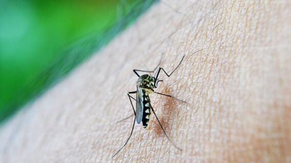 Día Internacional contra el Dengue Día Internacional contra el Dengue