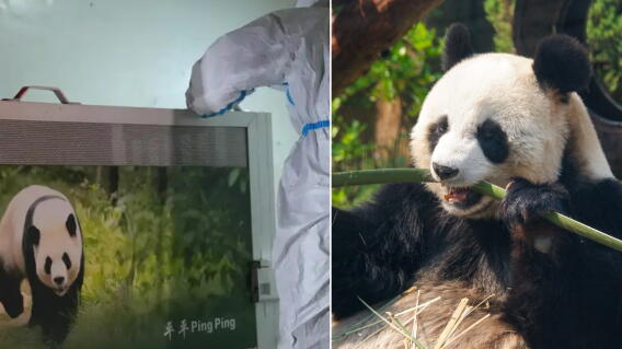 Pandas