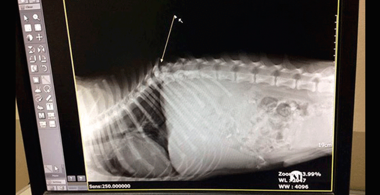 Leo tiene la columna vertebral rota y no va a poder caminar nunca más.