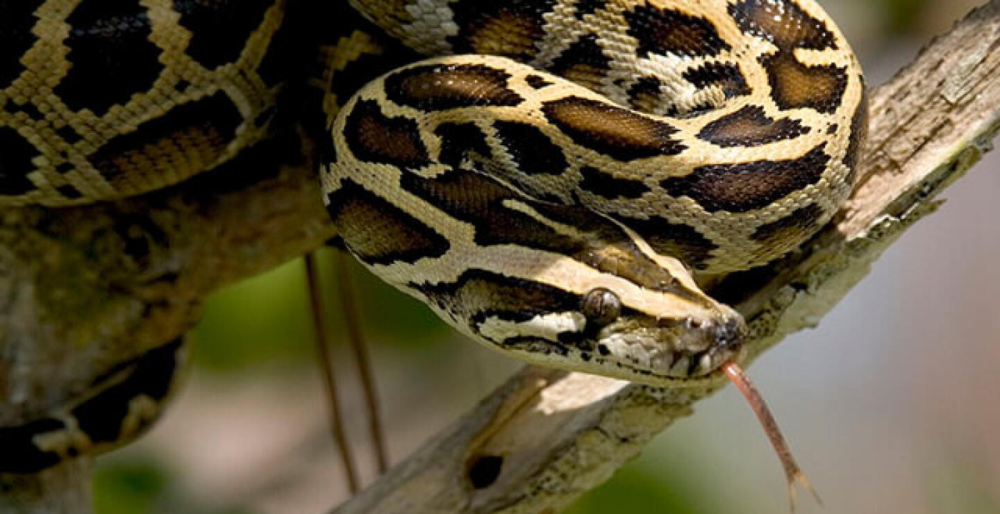 serpiente-piton.jpg
