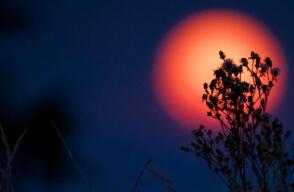 La luna de castor será la última superluna del año: cuándo es y donde verla