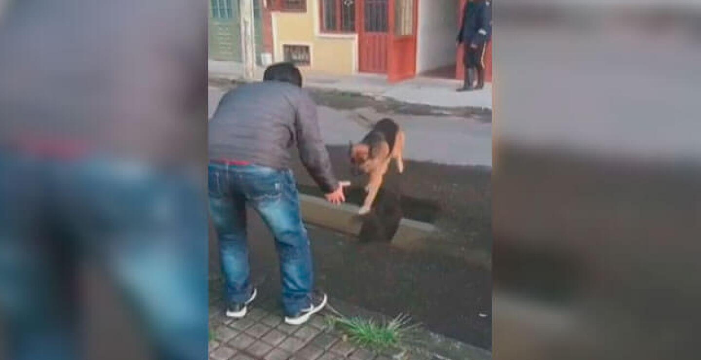 perro-reencuentro.jpg
