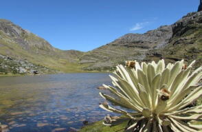 Páramo del almorzadero