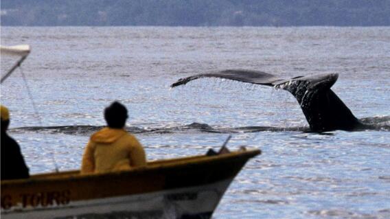 373014_Ballenas // Foto: Referencia AFP
