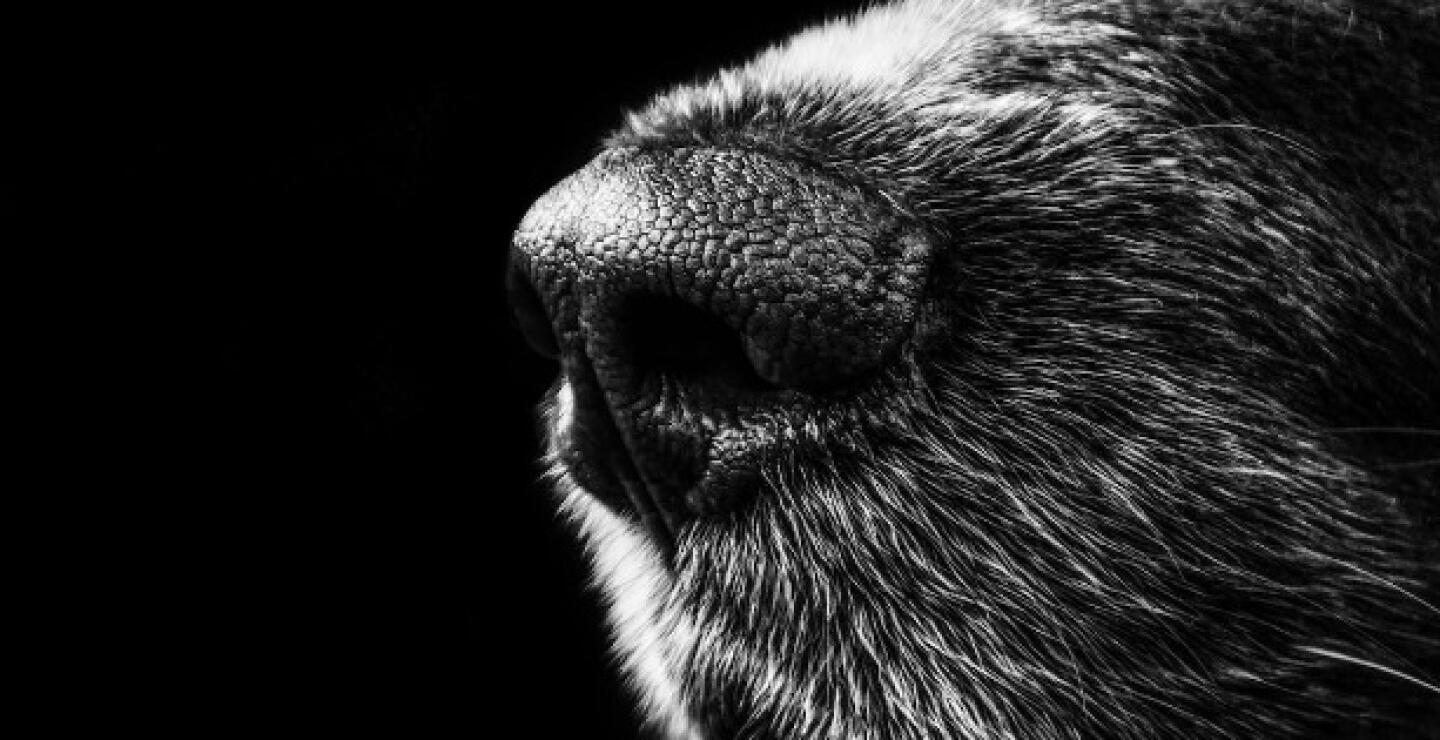 Perro